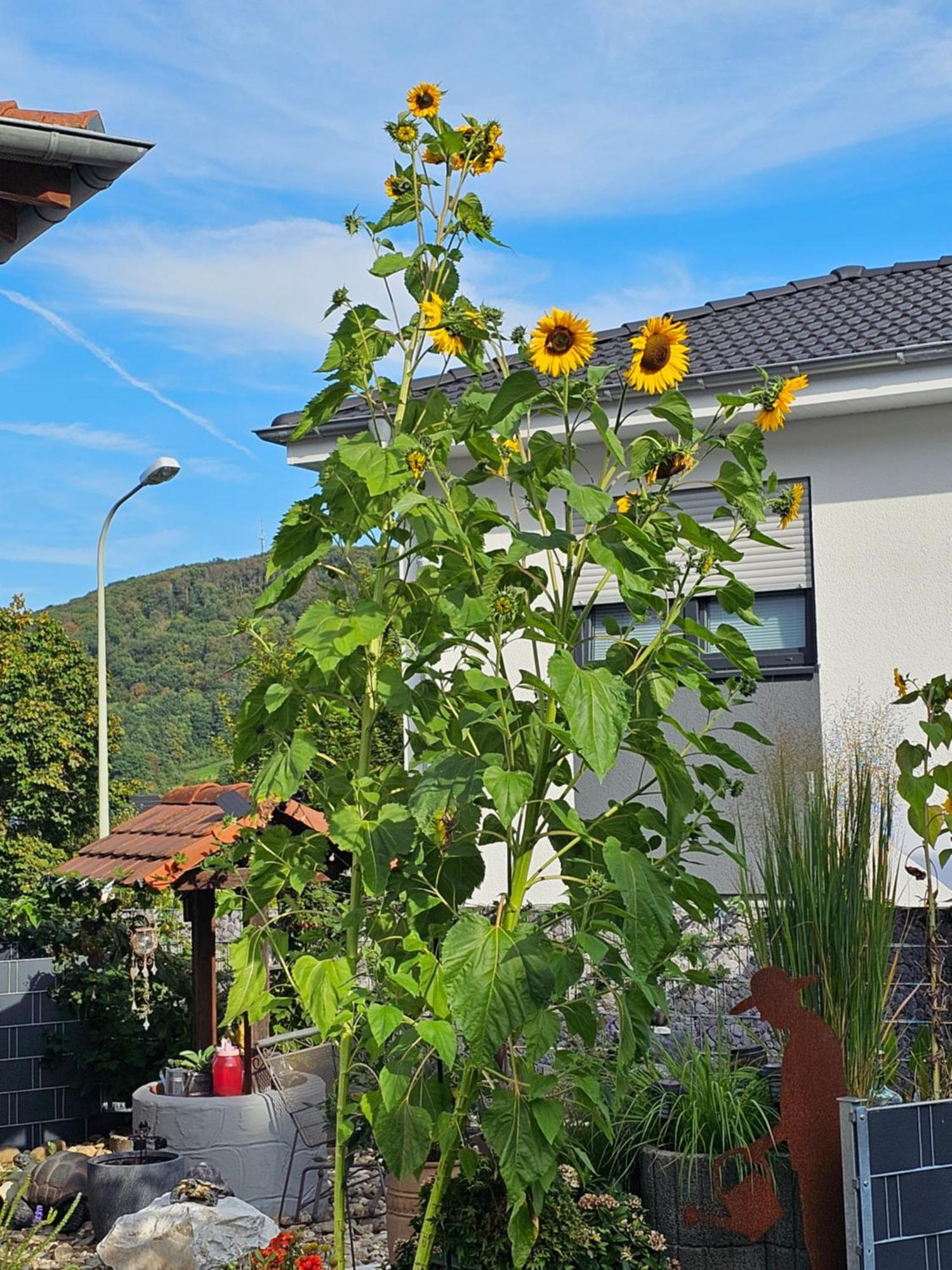 Ferienwohnung Otschik Glan-Munchweiler Extérieur photo